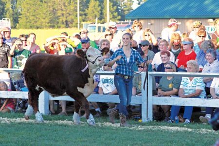 Raising 4-H Steers Help Wisconsin Gal Pay for College Image